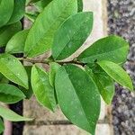 Magnolia figo Hoja