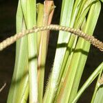 Paspalum virgatum Ліст