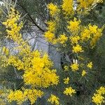 Acacia boormanii Квітка