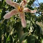 Ceiba insignis Bark