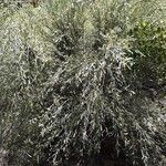Genista cinerea Hábito