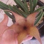 Stapelia grandifloraFlors