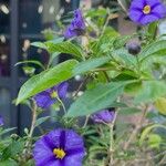 Lycianthes rantonnetii Libunga