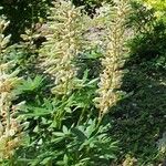 Lupinus polyphyllus Feuille