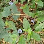 Trichodesma indicum Flower