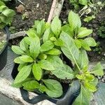 Gynura procumbens Folha