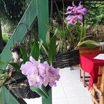 Cattleya trianae Fleur