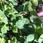 Oxalis purpurea Blatt