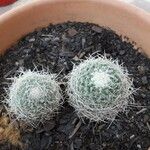 Mammillaria decipiens Foglia