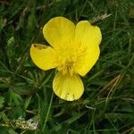 Ranunculus orthorhynchus Fleur