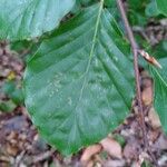 Fagus sylvaticaFeuille