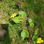 Viola glabella Hostoa