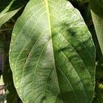 Odontonema callistachyum Leaf