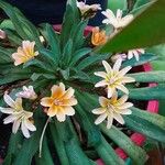 Lewisia longipetala ᱛᱟᱦᱮᱸ