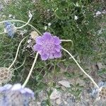 Lomelosia graminifolia Õis