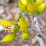 Kalanchoe orgyalis Kvet