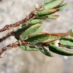Polygonum raii 葉