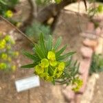 Euphorbia dendroides ফুল