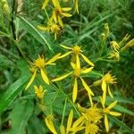 Senecio ovatus Flower
