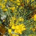 Senna artemisioides Blatt