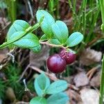 Vaccinium vitis-idaeaLeaf