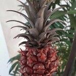 Ananas comosus Frukt