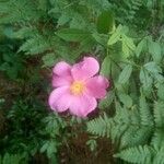 Rosa virginiana Flor