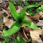 Himantoglossum robertianumLeaf