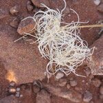 Stipagrostis ciliata Ekosanga