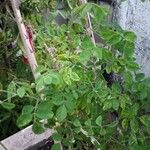 Moringa oleifera পাতা