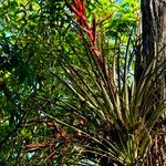Tillandsia variabilis 花