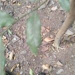 Putranjiva roxburghii Liść