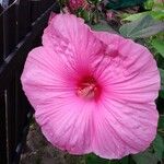 Hibiscus moscheutos花