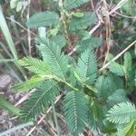 Chamaecrista fasciculata Blatt