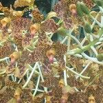 Grammatophyllum speciosum Annet