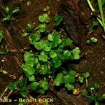 Ranunculus hederaceus Inny