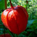 Alkekengi officinarum Fruit