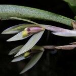 Maxillaria brachybulbon Floare