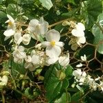 Begonia minor Õis
