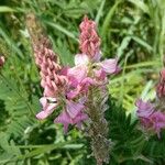 Onobrychis viciifolia Flors