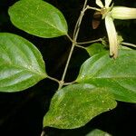 Tetrapterys tinifolia Blomma
