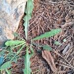 Hieracium gouanii Blatt