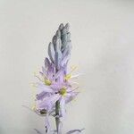Camassia scilloides Květ