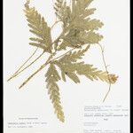 Selaginella parkeri Лист