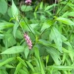 Polygonum persicariaFlor