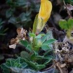 Lotus parviflorus 葉