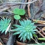 Sedum forsterianum Leaf