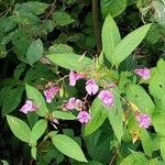 Impatiens glanduliferaBlüte