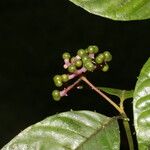 Palicourea acuminata Квітка