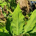 Arisaema serratum Leaf